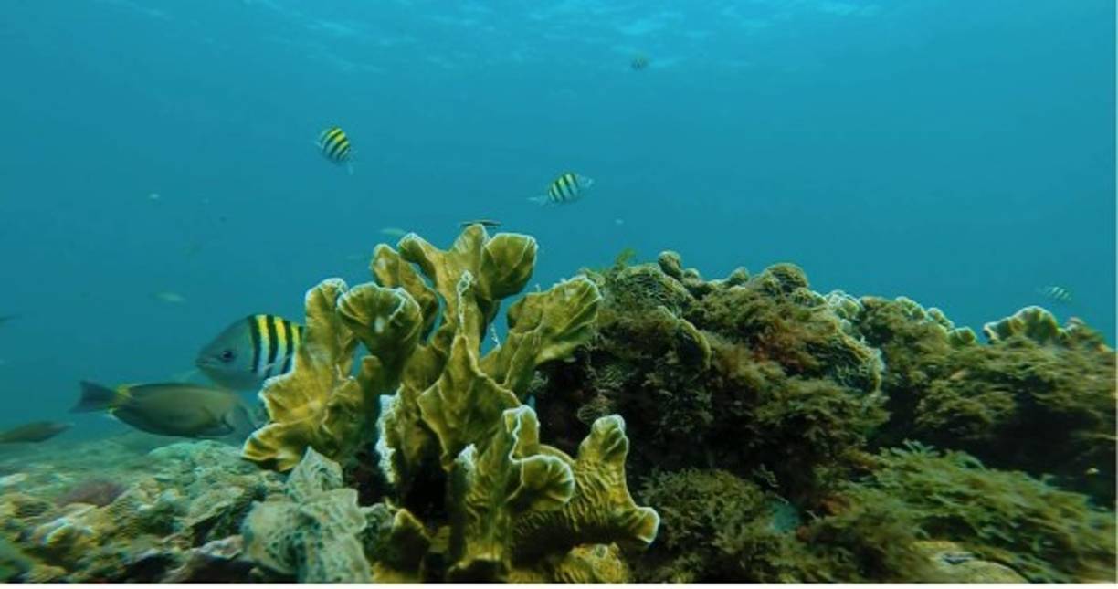 Situado en la costa caribeña de Honduras, entre las penínsulas de Punta Sal y Punta Izopo. Capiro es parte del Sistema Arrecifal Mesoamericano. Tiene el 69% de cobertura de vida por metro cuadrado, en comparación con el promedio de 19% en el resto del Sistema Arrecifal que incluyen a Belice y la Riviera Maya.