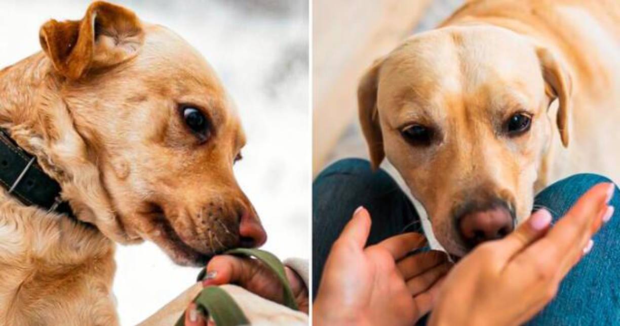 Cuando un perro huele una afección, <b>es probable que comience a olfatear intensamente en el área donde percibe el olor</b>. Pueden concentrarse en partes del cuerpo de una persona, como el aliento, la piel o la orina.