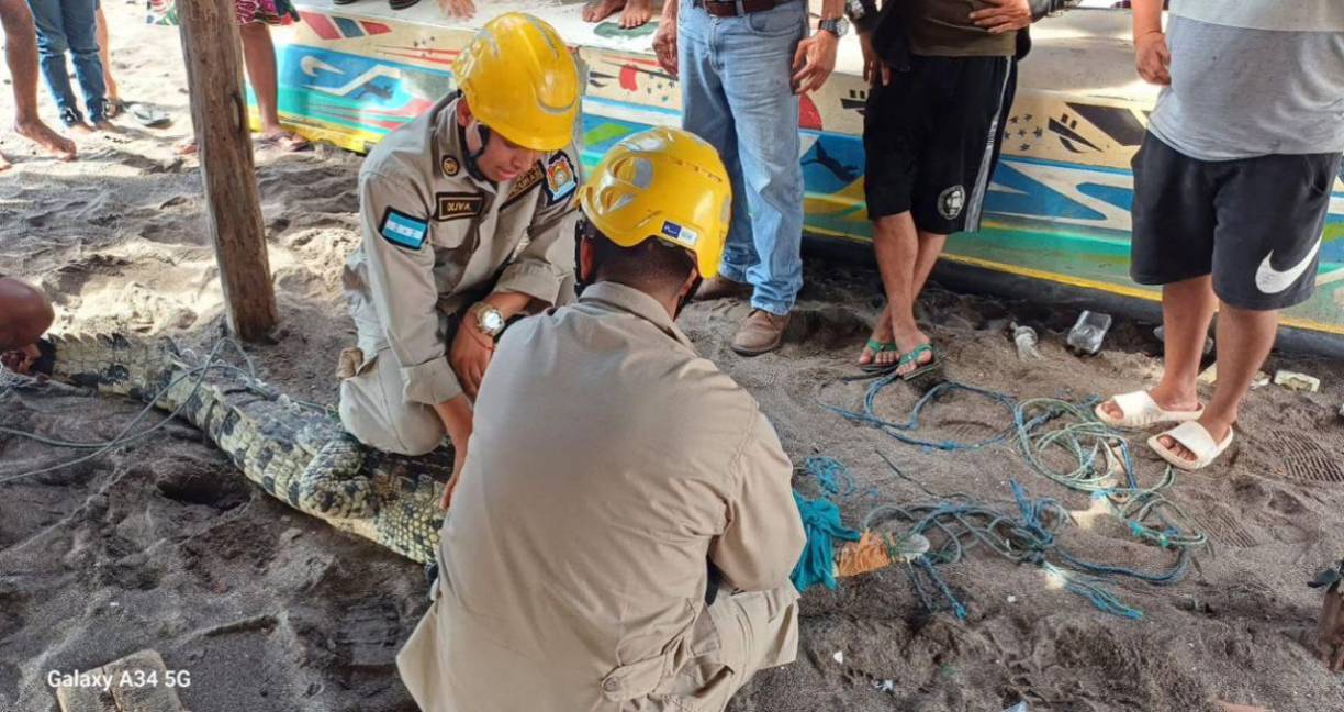 El reptil merodiaba las playas del Espíritu Santo en Marcovia, departamento de Choluteca, zona sur del país.