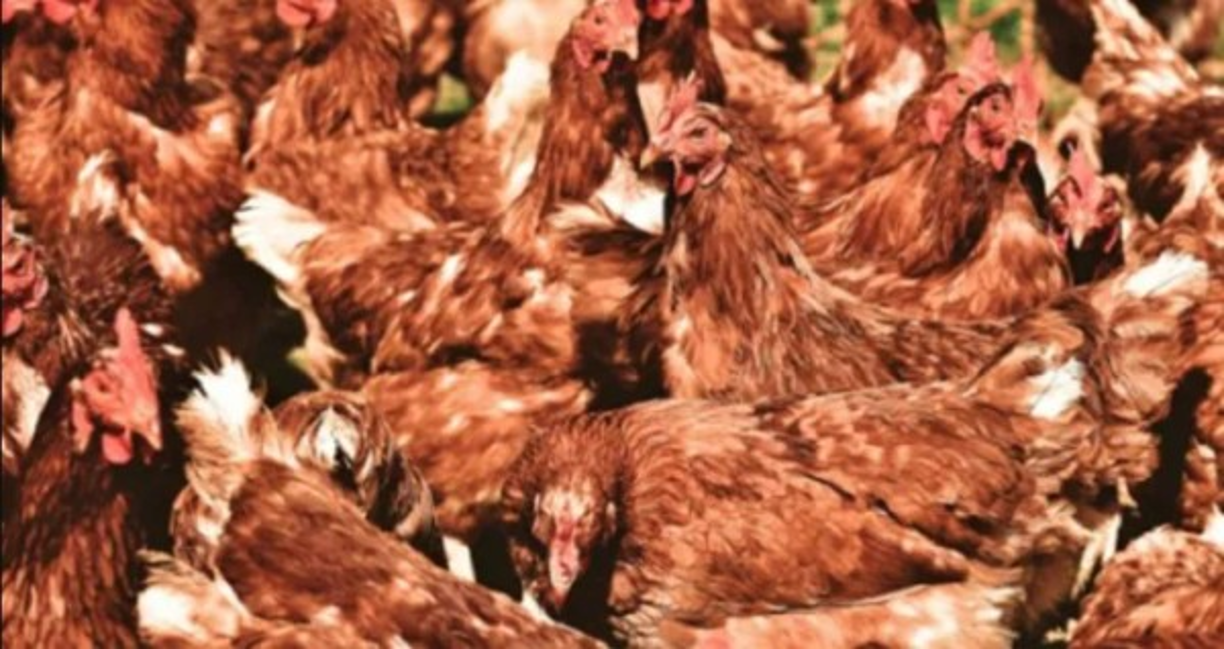 Fotos: gallinas salvajes.