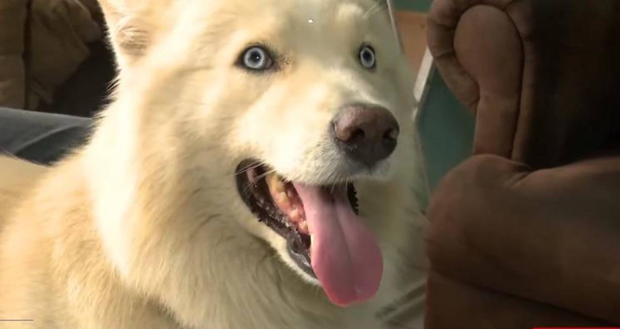 Sin embargo, el referido juzgado determinó que Sky se quedaría con su nuevo propietario, poniendo fin de esta manera la curiosa e insólita disputa por el can. 