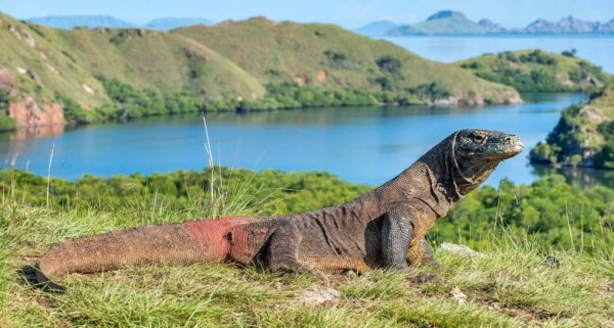 El dragón de Komodo es el lagarto más grande del mundo. Los ejemplares adultos pueden alcanzar 3 metros de largo y pesar hasta 90 kilos. Su expectativa de vida es de entre 28 y 32 años, y las bacterias de su boca y saliva generan infecciones que causan la muerte a sus presas, a las que pueden perseguir con velocidades de hasta 30 kilómetros por hora. Fotografía: Shutterstock