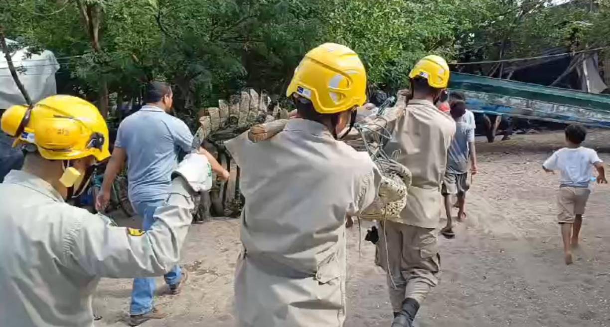 El animal fue entregado a miembros del Instituto de Conservación Forestal (ICF) para que lo trasladen a una zona donde sea liberado y no haga daño ni genere miedo a las personas.