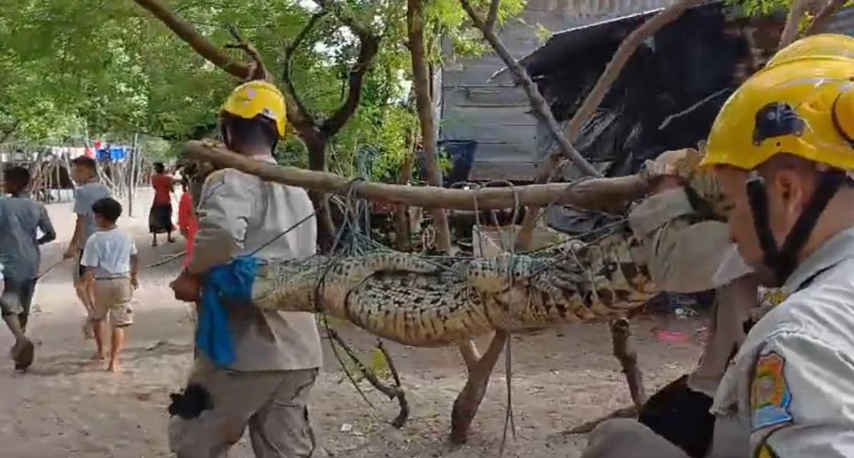 Así fue trasladado el enorme cocodrilo que estaba en la playa de Marcovia, Choluteca.