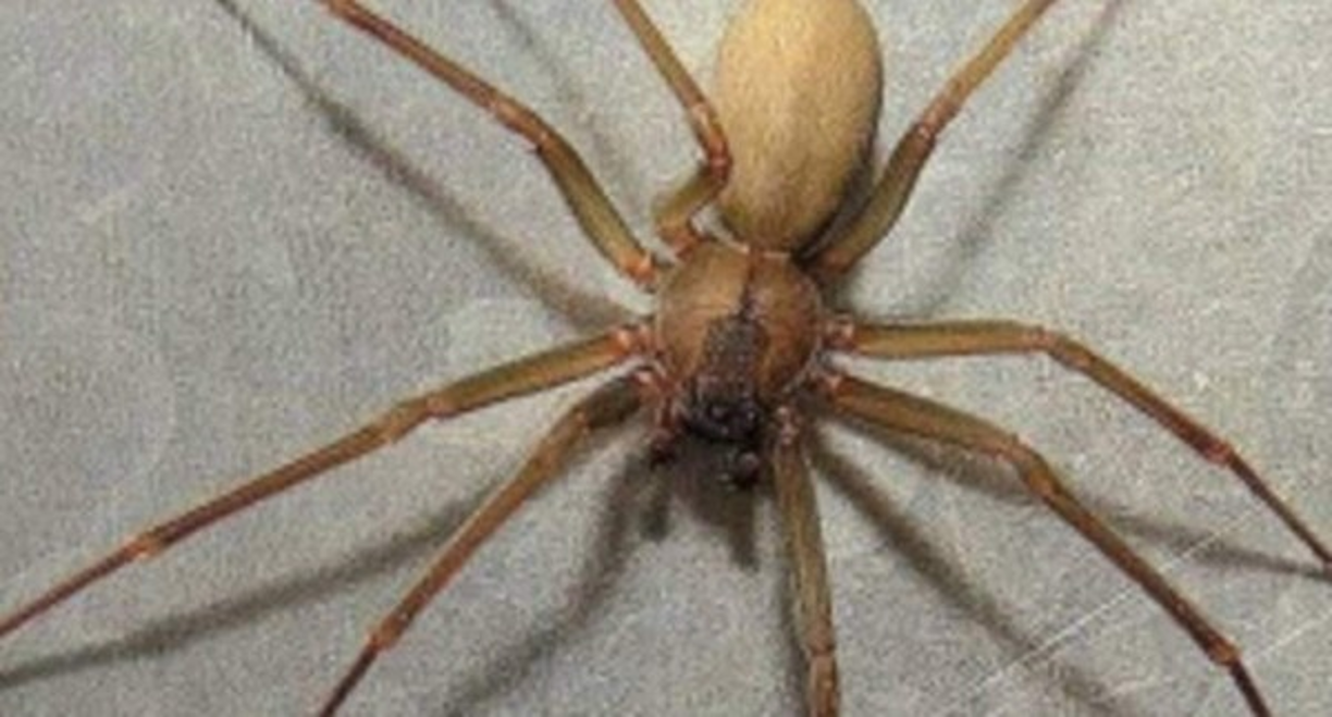 Araña Violinista<br/><br/>Estos animales se pueden encontran el muchos hogares y patios, su picadura puede provocar alergias e incluso la muerte.