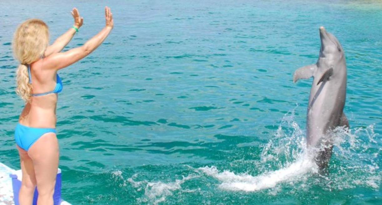El show de delfines es uno de los mayores atractivos para los turistas en la isla. Foto Honduras Tips.