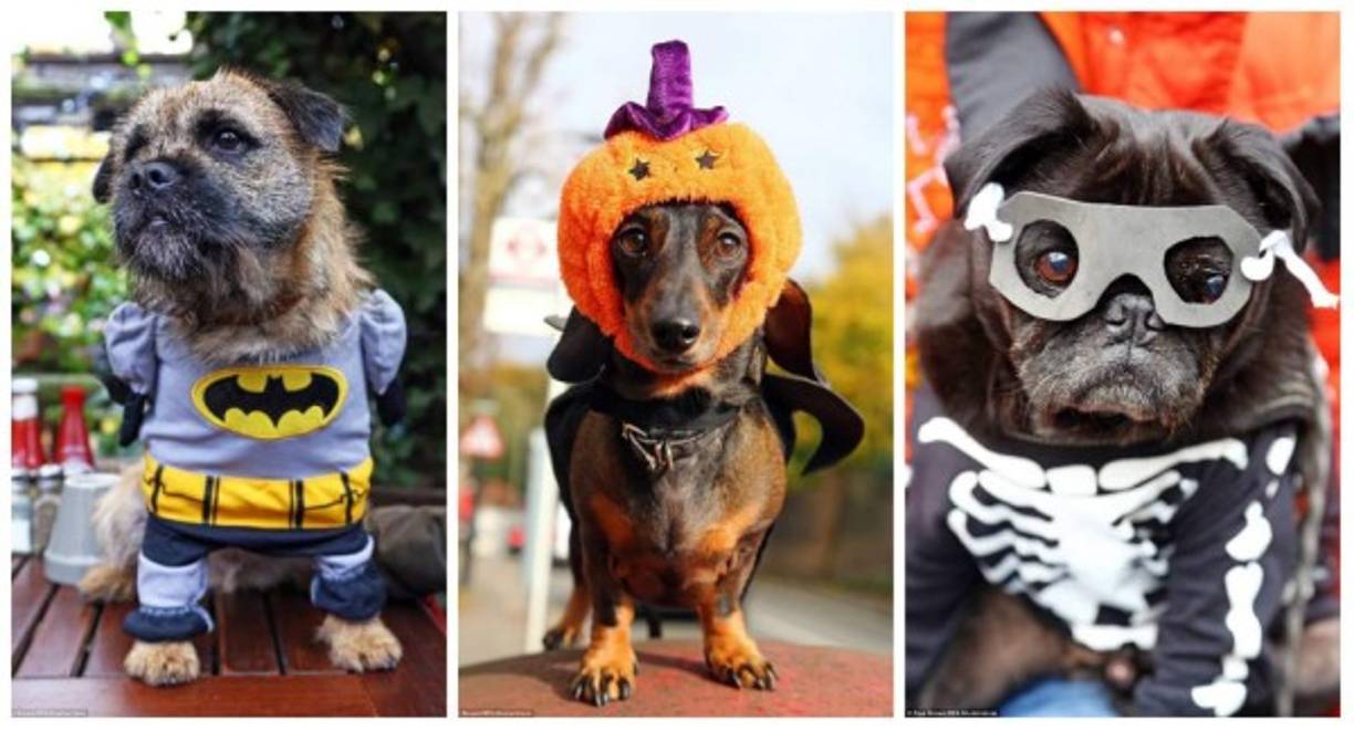 La gente disfruta de las fiestas de Halloween, tanto así que no quieren que sus mascotas se queden sin celebrar, al menos eso piensan. Lo importante es no maltratarlos y eso es lo que reflejan esta fotos.