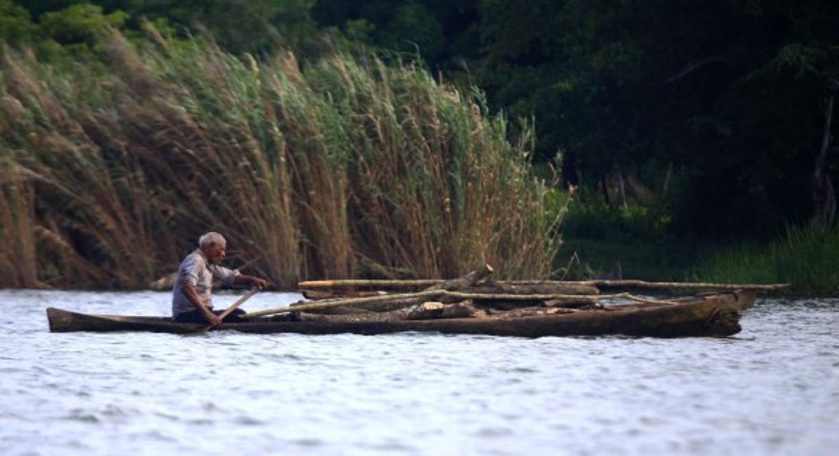 Este labrador transporta leña para el fogón. En La Mosquitia la mayoría de hogares usan hornillas. Fotos: Jordan Perdomo.