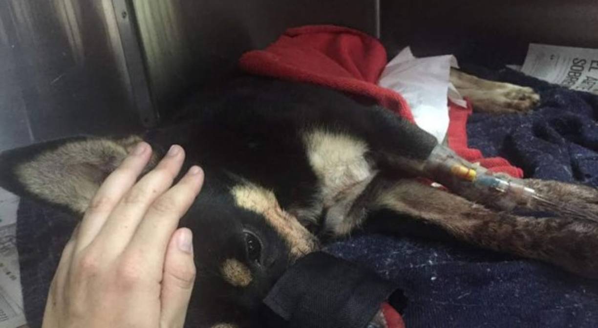 Duke después de la cirugía de reconstrucción de hocico a la que fue sometido. Foto:http://www.nacion.com/sucesos/Perro-sufrio-machetazo-cirugia_0_1571842828.html