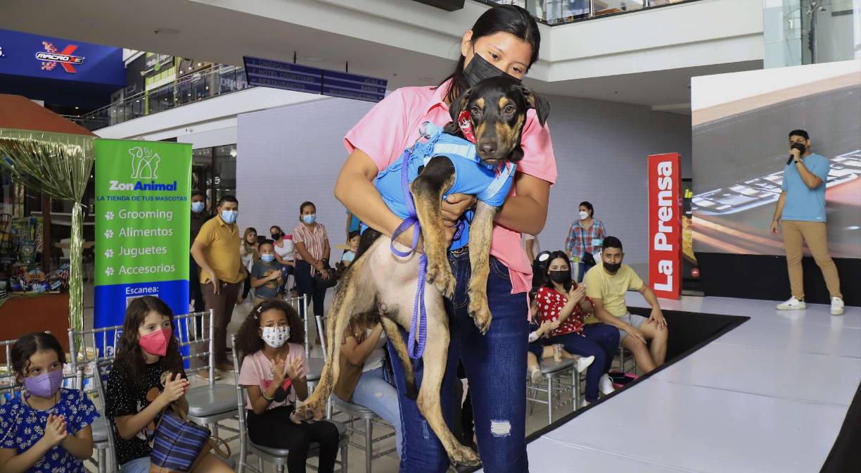 Los perritos se pusieron “guapos” para el modelaje. 