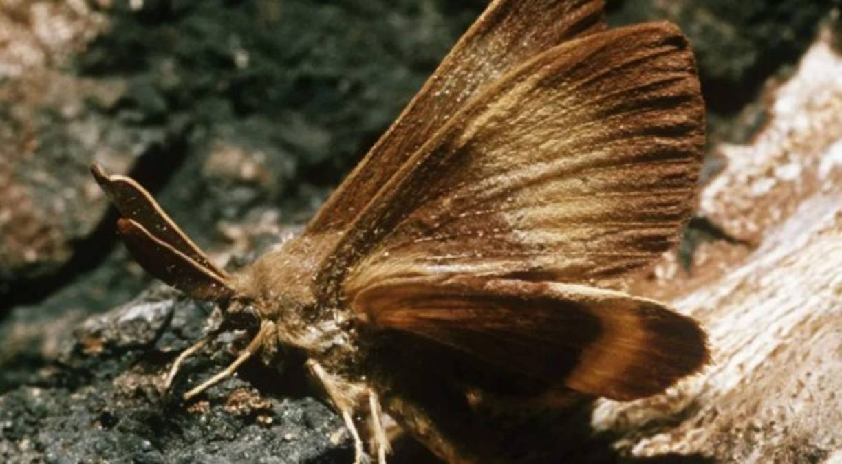 “Esta infestación pone en grave riesgo las industrias agrícolas y hortícolas del estado de Washington y amenaza seriamente el bienestar económico y la calidad de vida de los residentes del estado”, dijo en un comunicado.