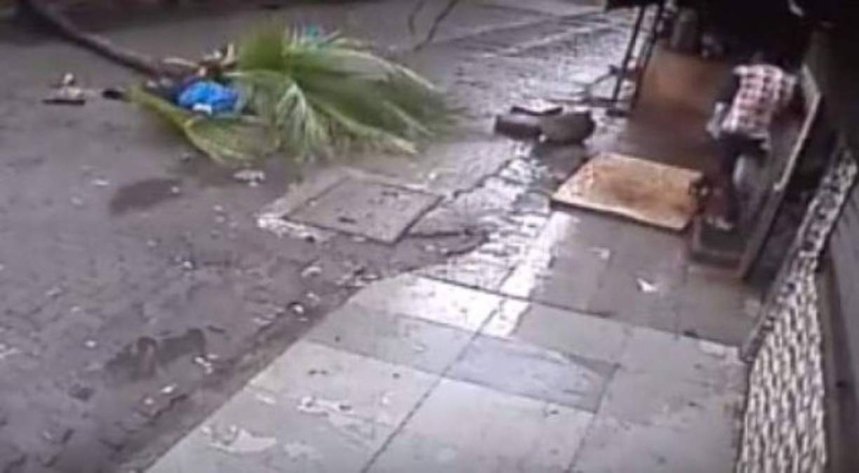 Una conductora de televisión falleció después que una palmera la aplastara mientras caminaba por una calle en India. Kanchan Nath (58), conductora del canal Doordarshan de la India, acababa de salir de una clase de yoga cuando la cayó el árbol, según el sitio The Times of India.