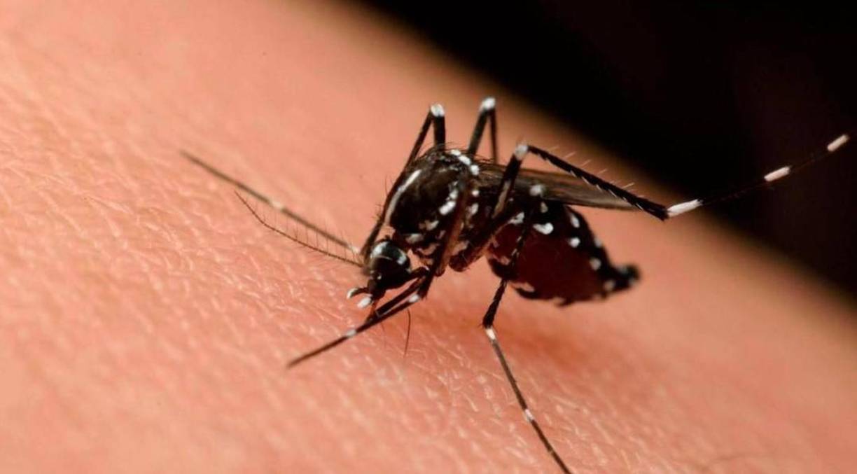 Las personas pueden infectarse por virus del dengue varias veces en la vida.