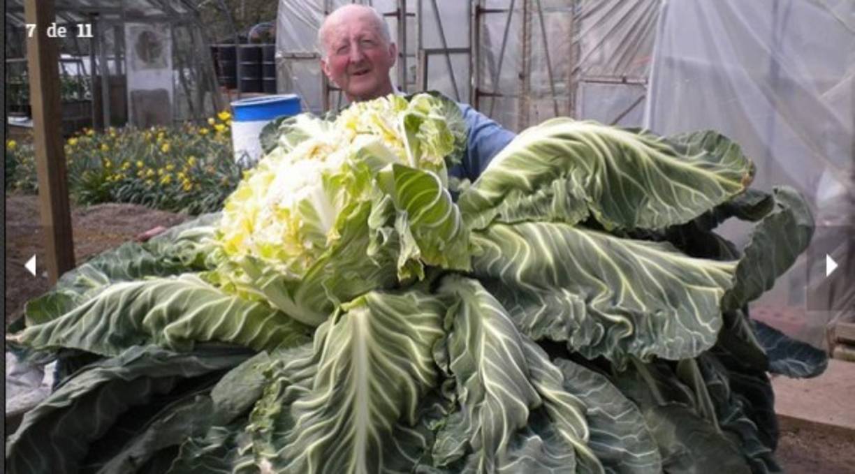 Este es el coliflor más grande del mundo: podría alimentar a una familia de cuatro personas durante un mes.