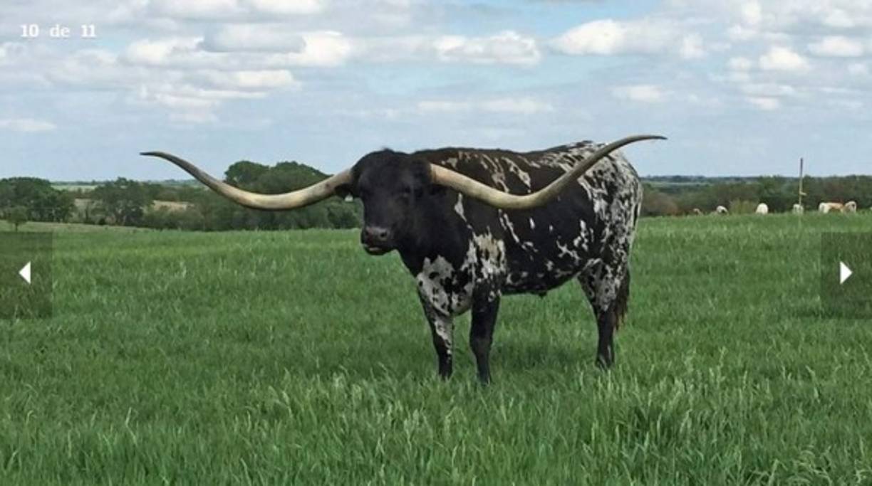 Big Red 907, un Longhorn de Texas que pertenece a El Coyote Ranch en Texas, EE.UU., es el buey con los cuernos más largos: miden 292,1 cm.