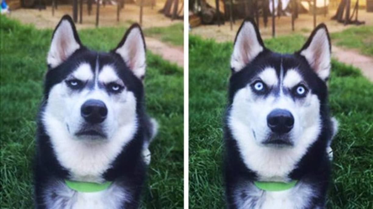 Los perros no solo suelen estar atentos a la atención que les prestan los humanos, sino que su repertorio de expresiones faciales es mayor cuando una persona les está mirando, según un estudio de la Universidad de Portsmouth (Reino Unido) que publica hoy Scientific Reports.<br/>