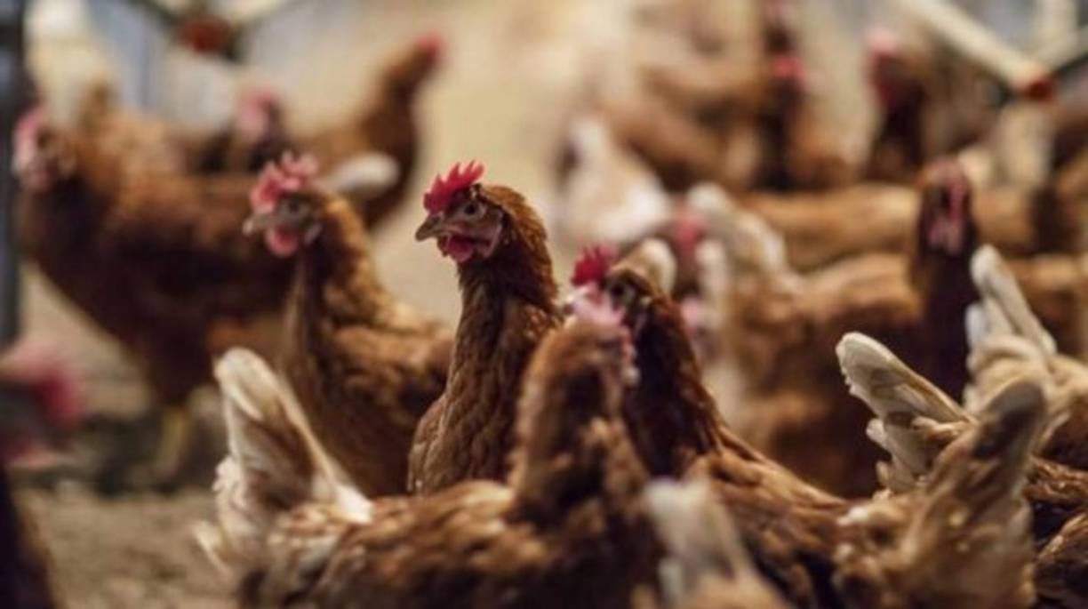 En China cada vez se consume más la carne de pollo. En 2019, por una mayor demanda de China, las exportaciones de carne de pollo aumentaron un 40% interanual.<br/>