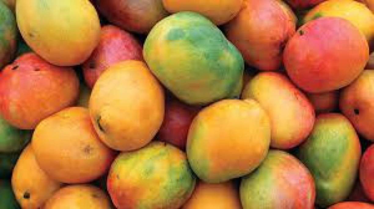Digestión: Debido a su contenido en fibra y agua, el mango ayuda a prevenir el estreñimiento y a promover la regularidad.