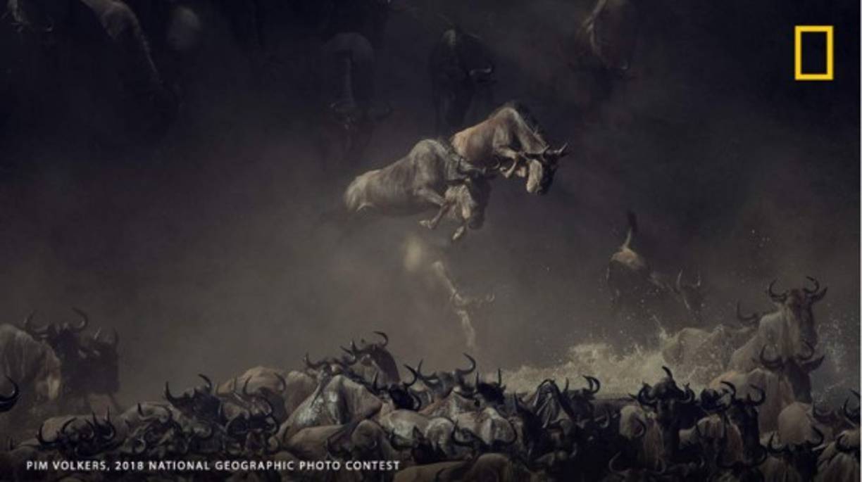 Sobrevolando el Cruce: Era temprano por la mañana cuando vi a los ñus cruzar el río Mara en Tanzania. Las capas de polvo y agua levantadas por los ñus, las sombras y la luz de sol sobre todo ese caos dan a esta imagen una sensación mística y de encanto. Es casi como una pintura antigua: todavía estoy obligado a buscar los detalles de la imagen.