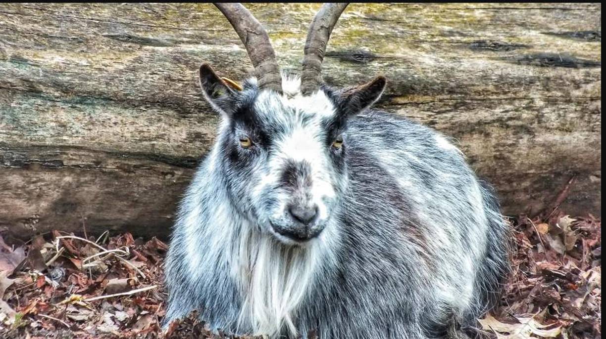 Agregó: “Esto ponía en riesgo la salud de las personas que los comían, porque estos animales no eran aptos para el consumo humano”.