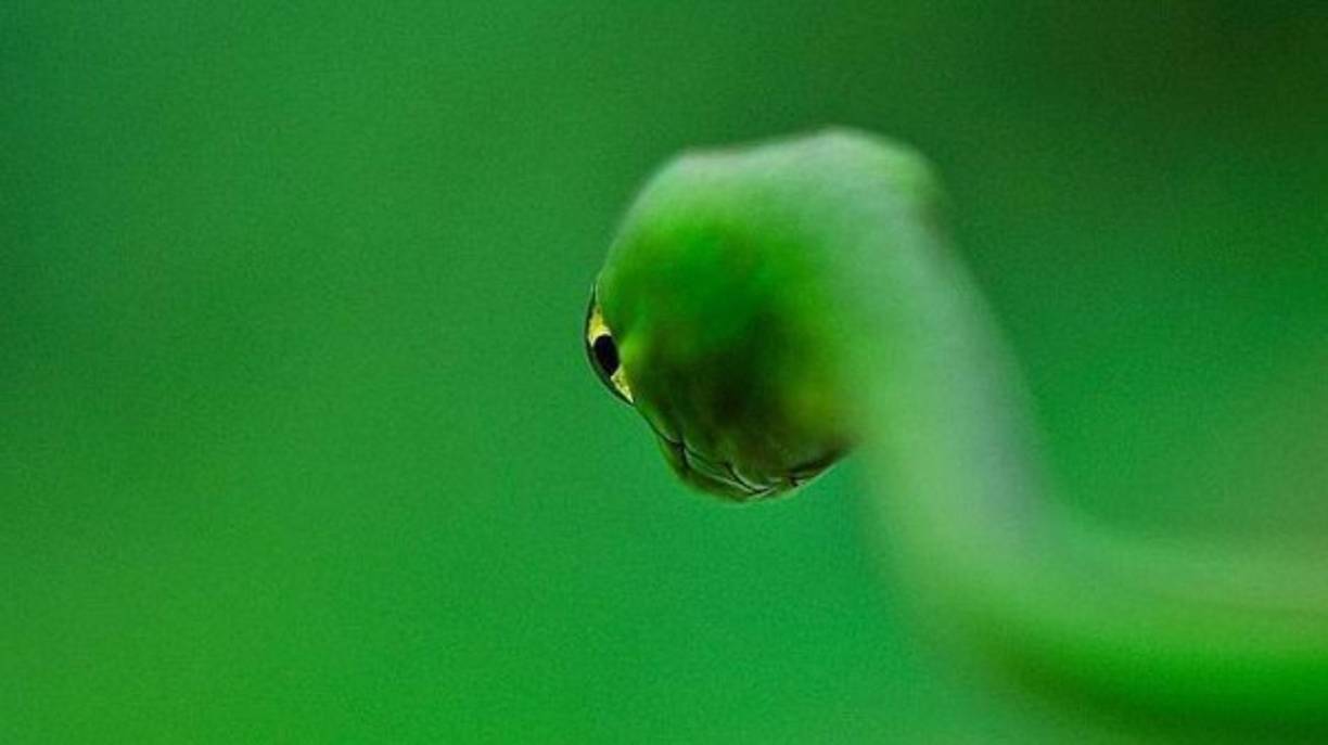 Ganador categoría Anfibios y Reptiles.
