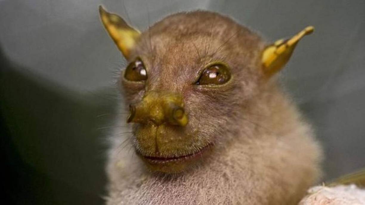 8.- Nuevas Especies<br/><br/>La mutación de los seres vivientes para adaptarse a las nuevas condiciones del palneta conducirá al surgimiento de nuevas especies de seres vivos que recolonizarán la Tierra.