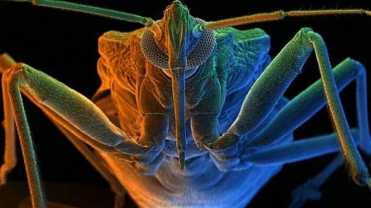 El insecto asesino es el responsable de unas 10.000 muertes al año. Habita en las zonas rurales de las Américas y es conocido por tener una de las picaduras más dolorosas del mundo animal. Estas pueden causar reacciones graves en los seres humanos.