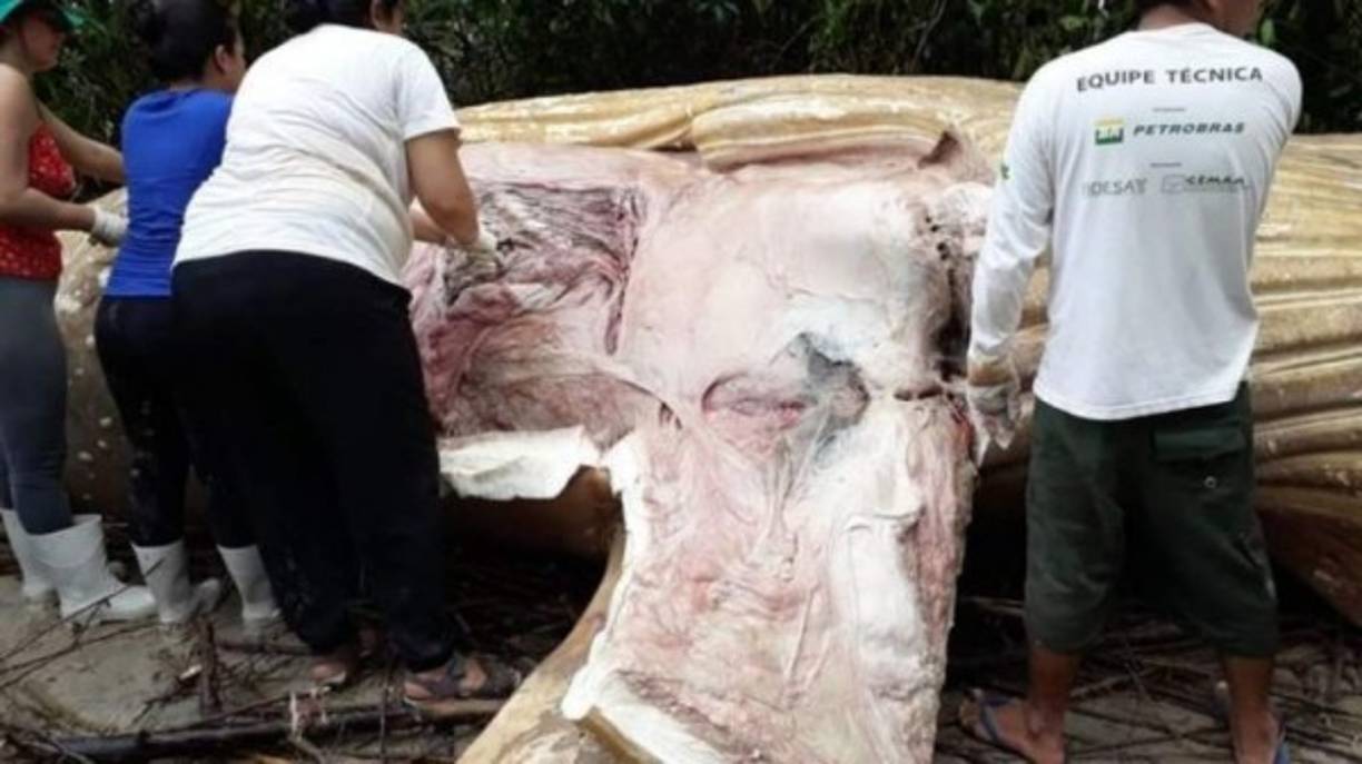 Según los expertos, la ballena pudo haber perdido a su madre durante una migración y se quedó a la deriva hasta su muerte.