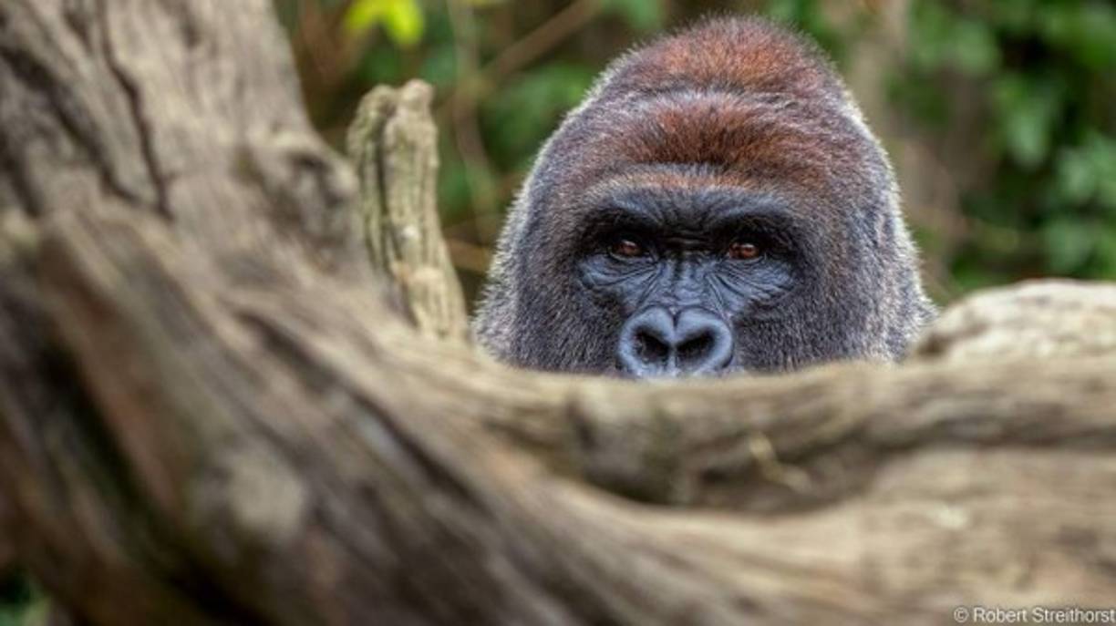 Haramber jugaba a esconderse en los árboles.