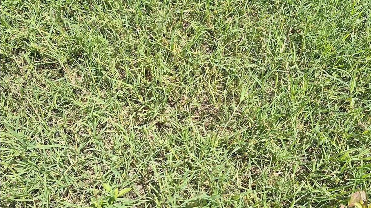 Y continuó: “En este momento ves la grama entre verde y amarilla, pero es que en San Pedro Sula la temperatura ha estado super fuerte, y por eso hemos incrementado el riego para la fecha de entrega estará mucho más bonita”.