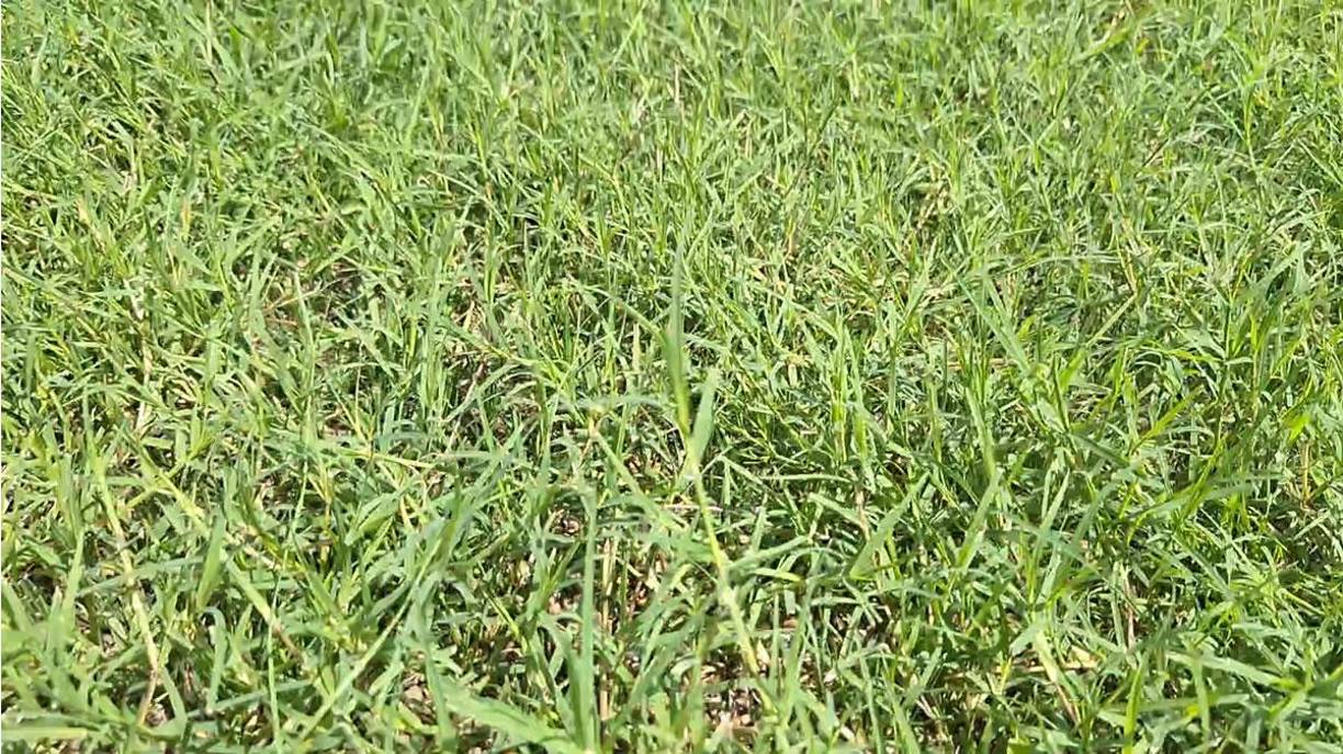 “Aparte de esto han estado regando semillas, supuestamente van a germinar en tres semanas, pero en tres semanas puede nacer seis o siete milímetros hacia arriba, pero hacia abajo necesitamos 60 o 70 milímetros para que amarre con la puntada híbrida, entonces significa que la que sembraron ayer en tres semanas vamos a poder verla, pero vamos a necesitar tres meses para que se pueda jugar en ella”, explicó.