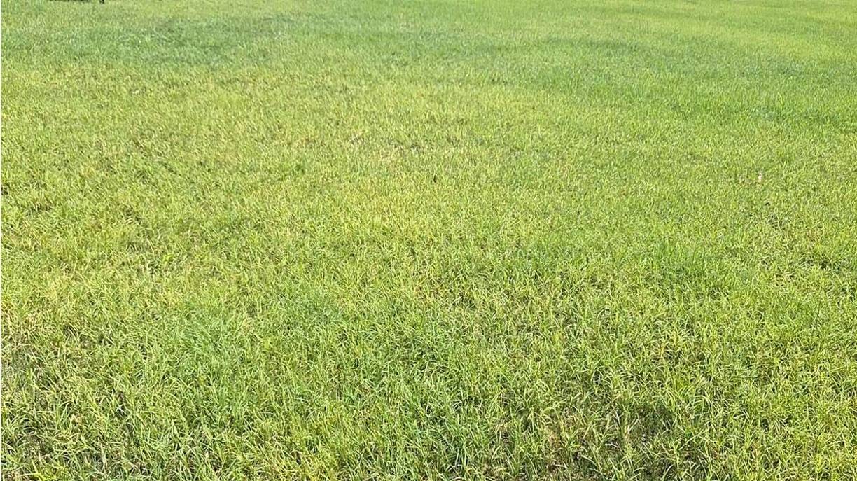 “Encontré mucho hongo, se ve a leguas que hay mucho hongo en este césped, encontramos mucha maleza, les decía a algunos, hay que estar cuidando este césped como en el estadio Nacional, trabajando día a día”, detalló el exárbitro hondureño.