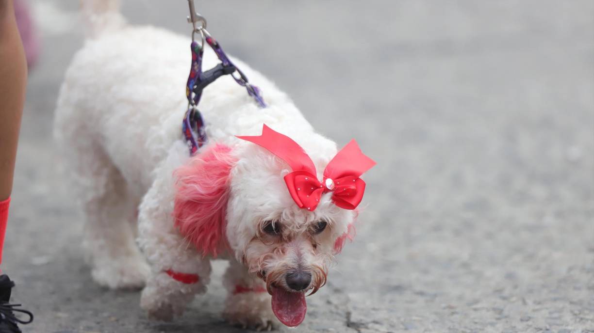 Esta bella perrita se robó las miradas en la Maratón La Prensa.