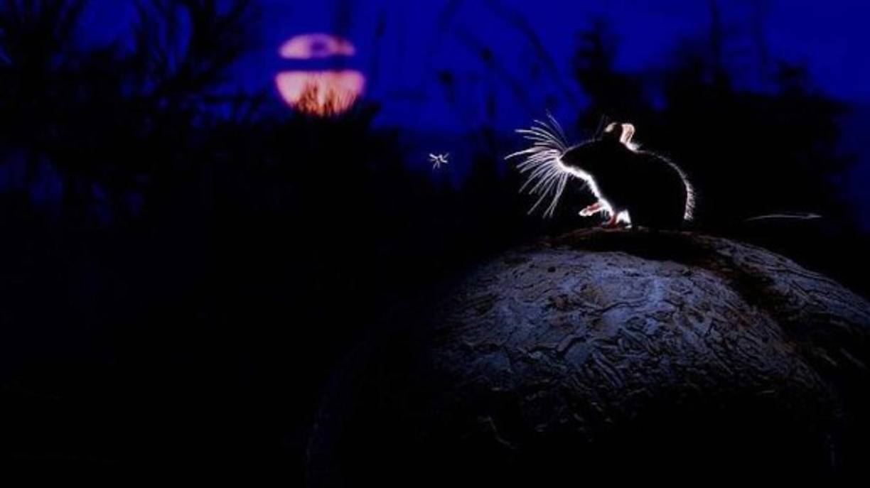 Este autor inglés pudo fotografiar a un ratón ciervo encima de una seta en el oeste de Montana.