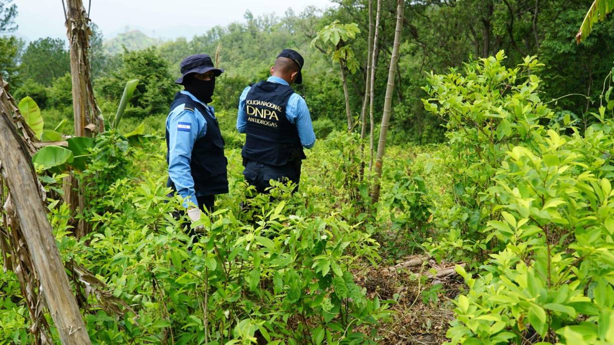 La plantación estaba ubicada en una zona montañosa de la aldea Buena Vista en Trinidad, Santa Bárbara.