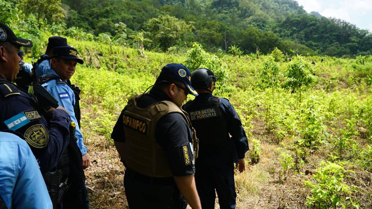 En el aseguramiento participaron la Dirección Policial Anti Maras y Pandillas Contra el Crimen Organizado (Dipampco), Dirección Nacional Policial Antidrogas (Dnpa) y la Dirección de Inteligencia Policial de la Policía Nacional (Dipol).