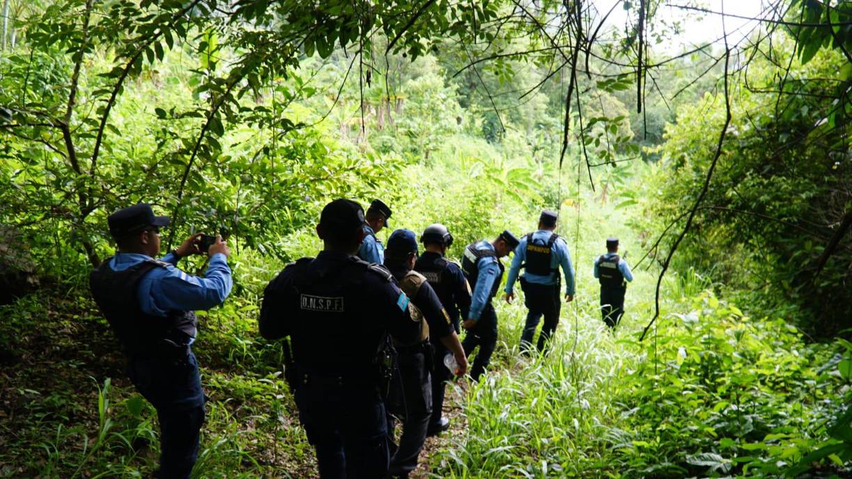 Se estima que la plantación tiene aproximadamente año y medio de funcionar.