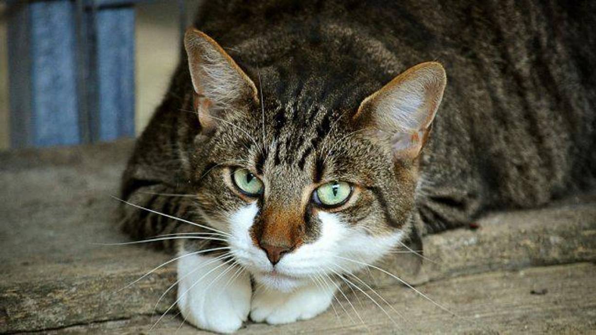 <b>Los gatos son conocidos por su obsesión por la limpieza. Si tu felino deja de acicalarse, en especial si antes era muy detallista en este aspecto, es otra señal</b> a tener en cuenta. Un gato que deja de limpiarse no solo demuestra que está perdiendo sus hábitos normales, sino que también puede estar atravesando una disminución de su energía o un dolor físico que le impide hacerlo. De forma parecida, si notas que no rasca ni frotan sus muebles como lo hacía antes, podría estar asociado con un problema de salud complejo.