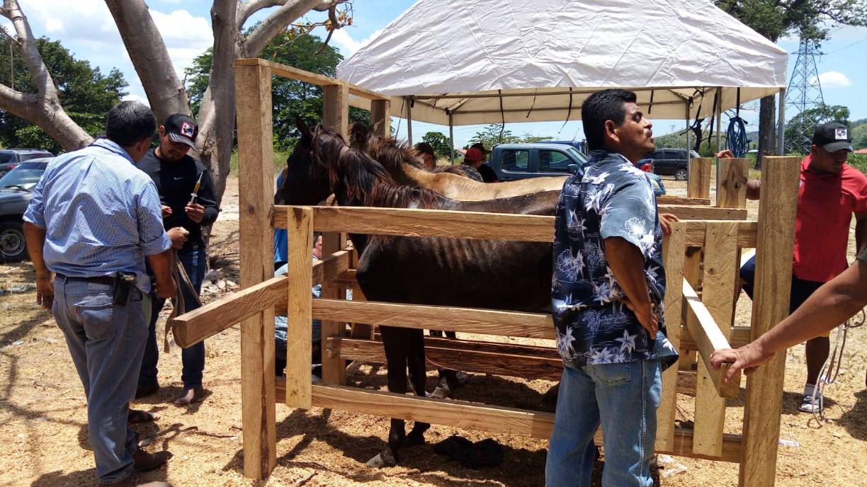 Este halaba repuestos en una carretera y su dueño lo tenía en pésimas condiciones.