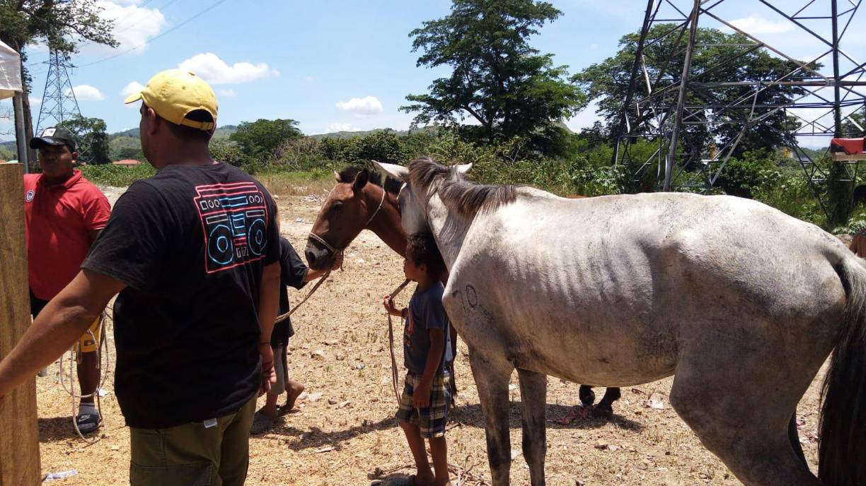 Luego de una revisión médica, Rambo fue donado a Fundación Protección Animal (Proani).