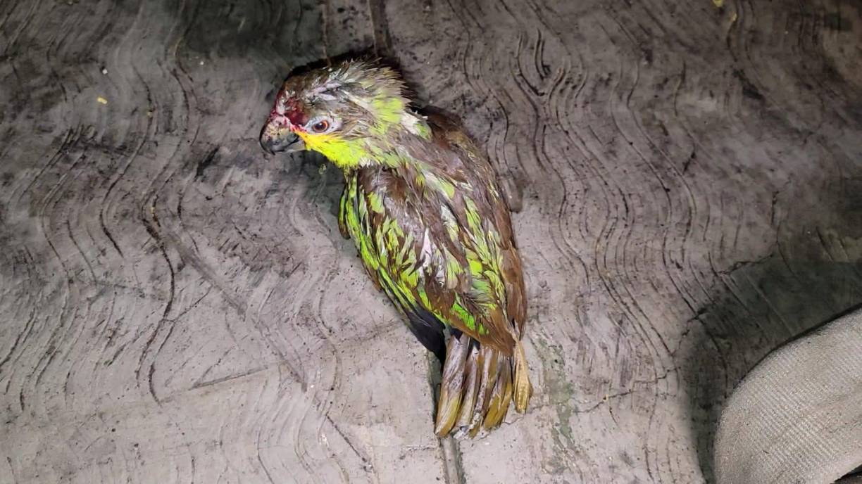 El hecho se registró exactamente en la colonia San José, en la referida ciudad del municipio de Nueva Arcadia.