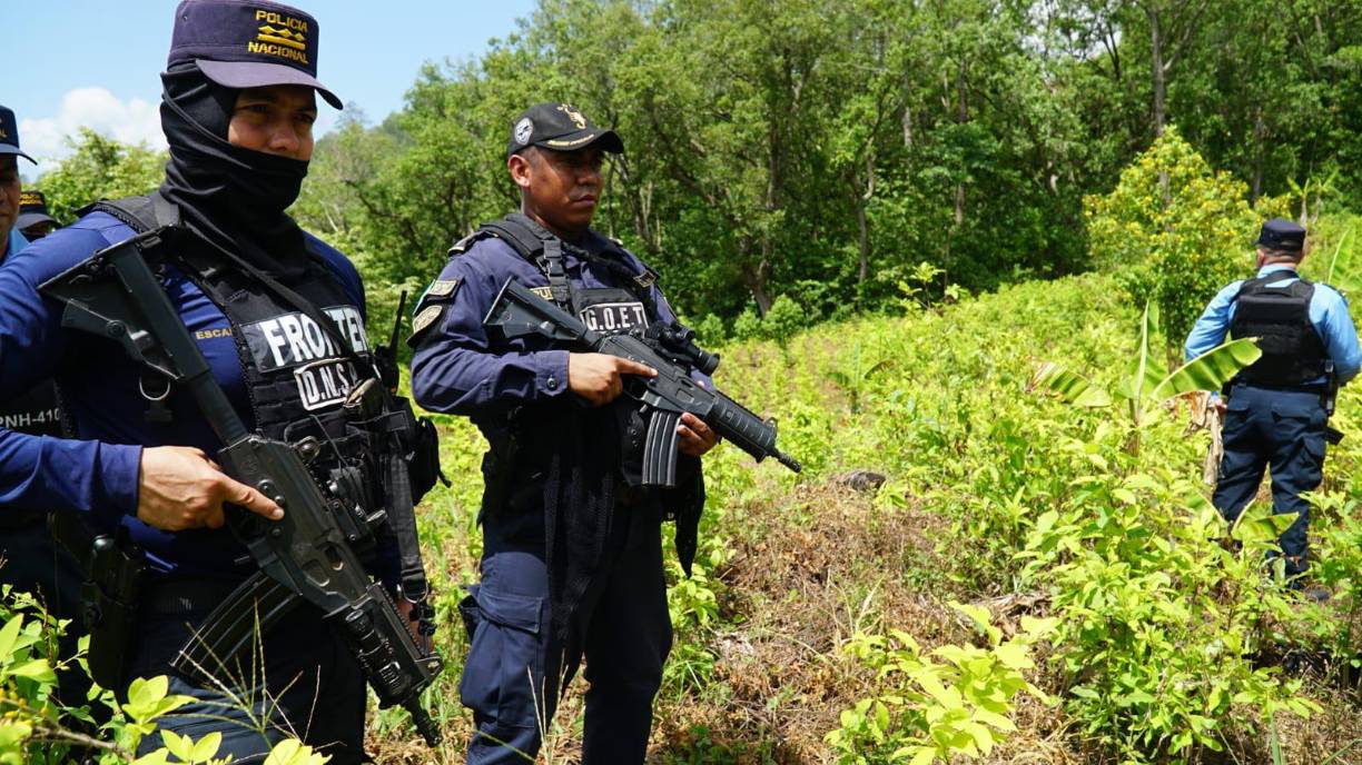 “Con estas hojas luego buscan elaborar la pasta y después convertirla en cocaína”, señaló Ochoa.