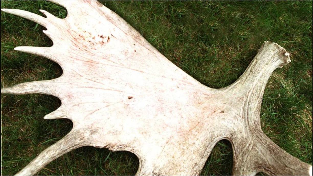 El hombre estaba cubierto en sangre, cayó de rodillas y confesó a los agentes que había golpeado fatalmente a Lawrence V. Scully. Levi Axtell detalló que “lo acabó” con el cuerno del animal. 