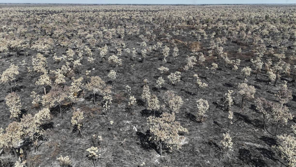 Los incendios en el humedal más extenso del mundo, que Brasil comparte con Bolivia y Paraguay, comenzaron en el pasado abril, pero se agravaron en junio, al punto de sobrepasar las marcas históricas para ese mes. 