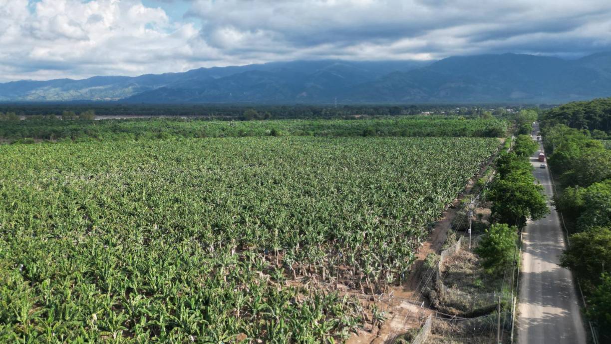 Grandes plantaciones sufireron daños, la baja producción será un tema para el impacto económico en los próximos meses.