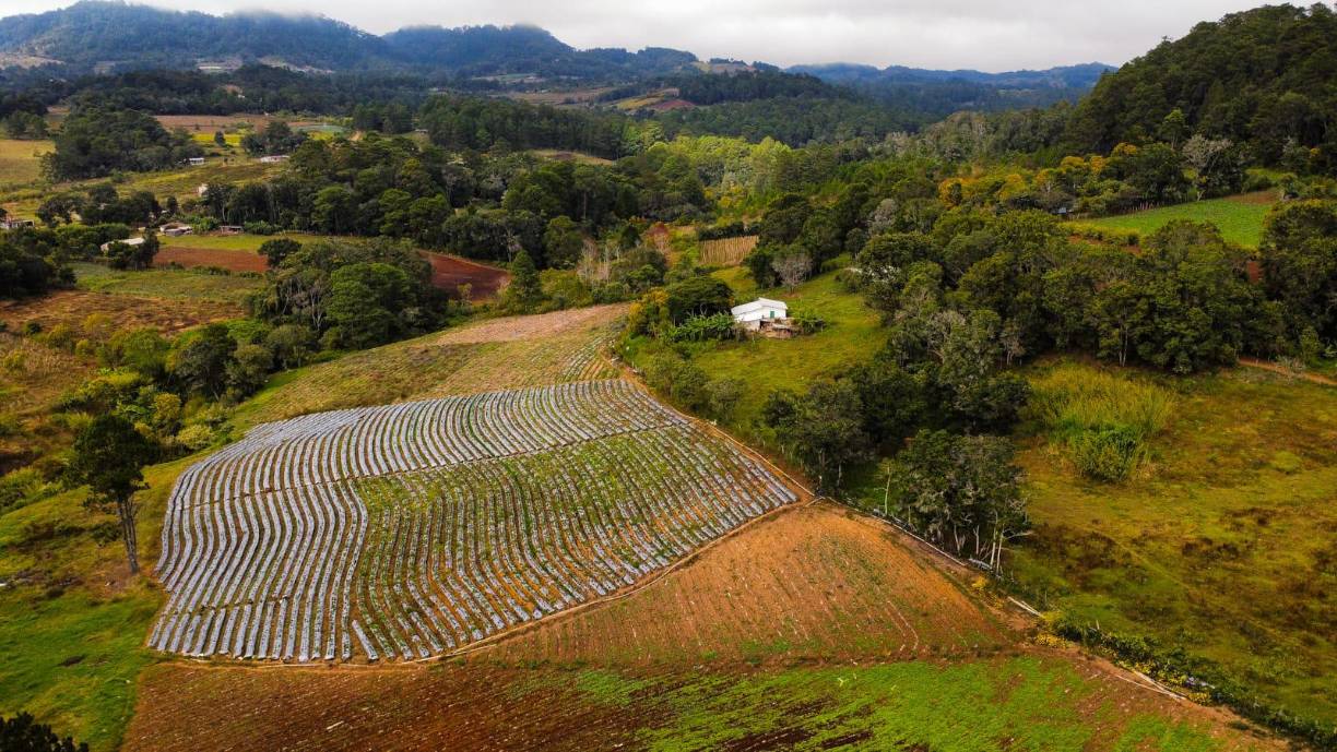 Mientras que en la aldea Quebrada de Lajas, familias de agricultores cosechaban papas y fresas, con el viento que enrojecía sus mejillas debido al frío. 