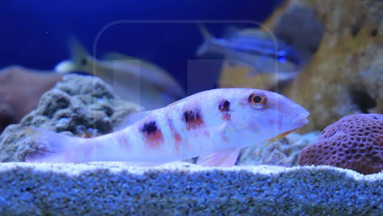 Bellos peces de colores se mueven entre piezas