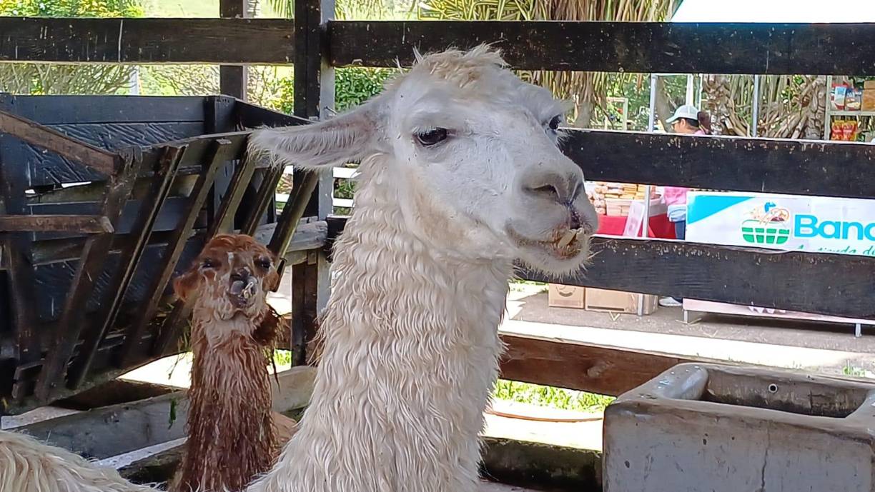 De los felinos aclamados, Pantro, Ricky, África, Mufasa, Coyarina y el tigre de Bengala Isaac fueron los más admirados por los visitantes que rodeaban las jaulas para intentar tomarles fotos y videos. 
