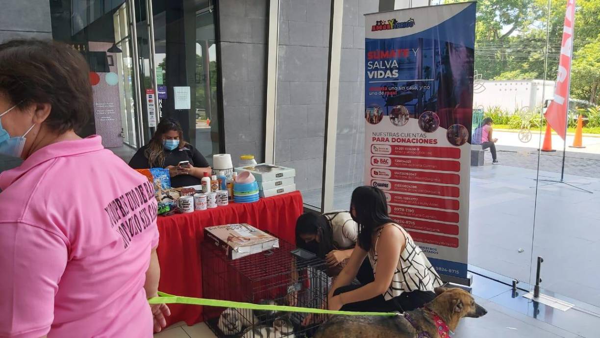 Una representante de la Fundación Amor y Abrigo, Gissel Oseguera, dijo que las mascotas están esterilizadas y que los ciudadanos pueden traer donaciones de alimentos y material de limpieza .