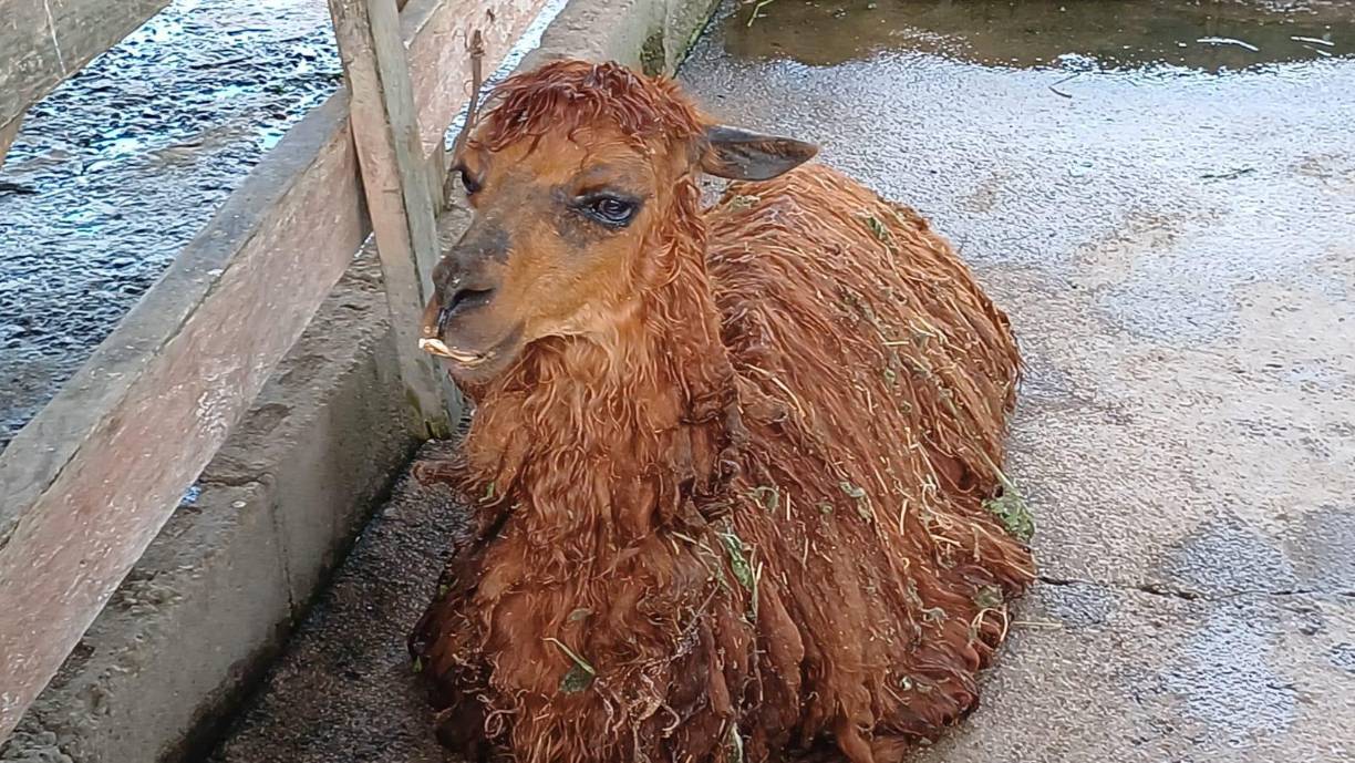 “Después de la incautación, hemos presenciado la muerte de varios animales y la falta de alimento oportuno. No se está brindando la alimentación adecuada; a veces los animales solo comen una vez al día”, había denunciado uno de los empleados.